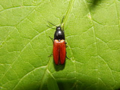 Ampedus sanguineus
