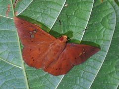 Capila phanaeus