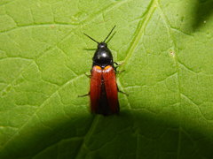 Ampedus sanguineus