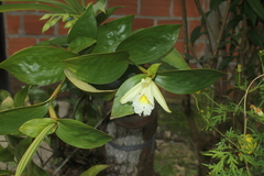 Sobralia macrophylla
