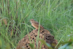 Galerida modesta