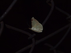 Luxiaria phyllosaria