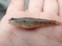 Tridentiger nudicervicus