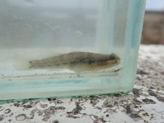 Tridentiger nudicervicus