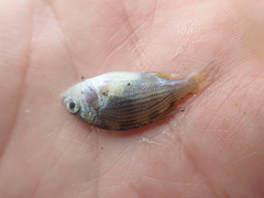 Acanthopagrus pacificus