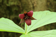 Trillium sulcatum