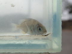 Acanthopagrus pacificus