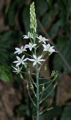 Ornithogalum pyramidale