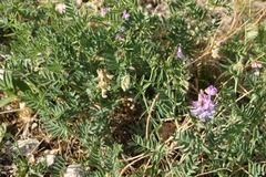 Vicia uralensis