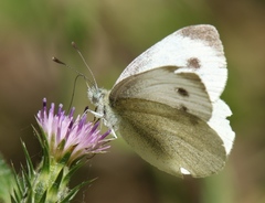 Pieris mannii