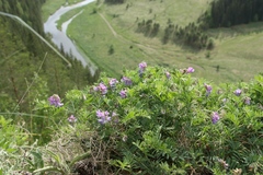 Vicia uralensis