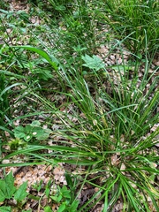 Carex