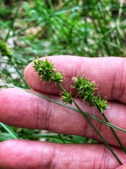 Carex