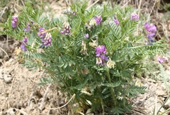 Vicia uralensis