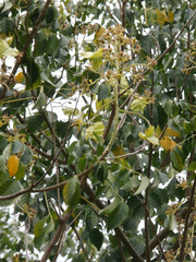 Arfeuillea arborescens