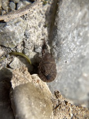 Sciocoris microphthalmus