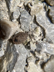 Sciocoris microphthalmus