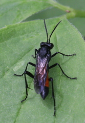 Macrophya annulata
