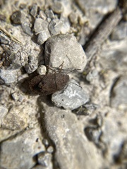 Sciocoris microphthalmus