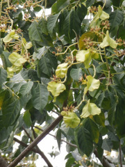 Arfeuillea arborescens