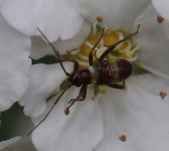 Closterotomus