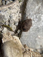 Sciocoris microphthalmus