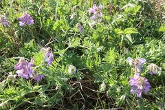 Vicia uralensis