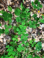 Trifolium repens