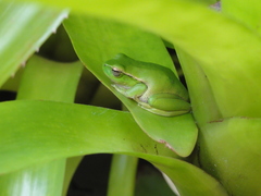 Ranoidea phyllochroa