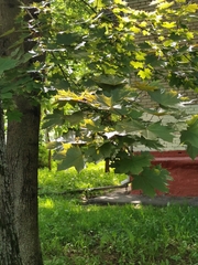 Acer platanoides