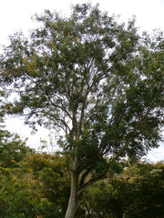 Arfeuillea arborescens