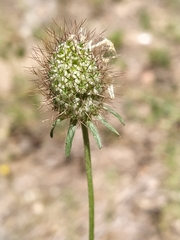 Sixalix atropurpurea