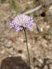 Sixalix atropurpurea