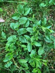 Convolvulus arvensis