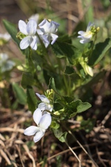 Viola rupestris