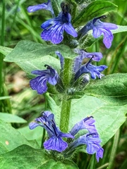 Ajuga genevensis