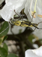 Demonax notabilis