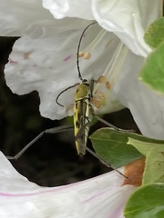 Demonax notabilis