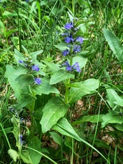 Ajuga genevensis