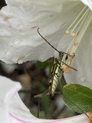 Demonax notabilis