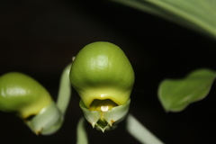 Catasetum tabulare