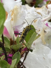 Demonax notabilis