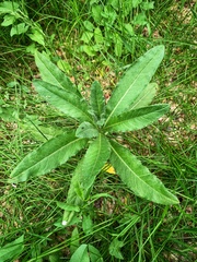 Cirsium arvense