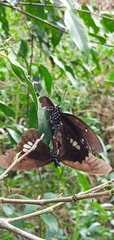 Papilio castor formosanus