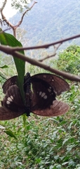 Papilio castor formosanus