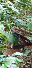Papilio castor formosanus