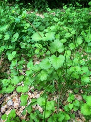 Glechoma hederacea