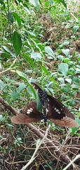 Papilio castor formosanus