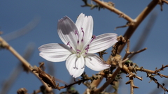 Stephanomeria exigua exigua