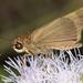 Hecebolus Skipper - Photo (c) upupamartin, some rights reserved (CC BY-NC-ND), uploaded by upupamartin